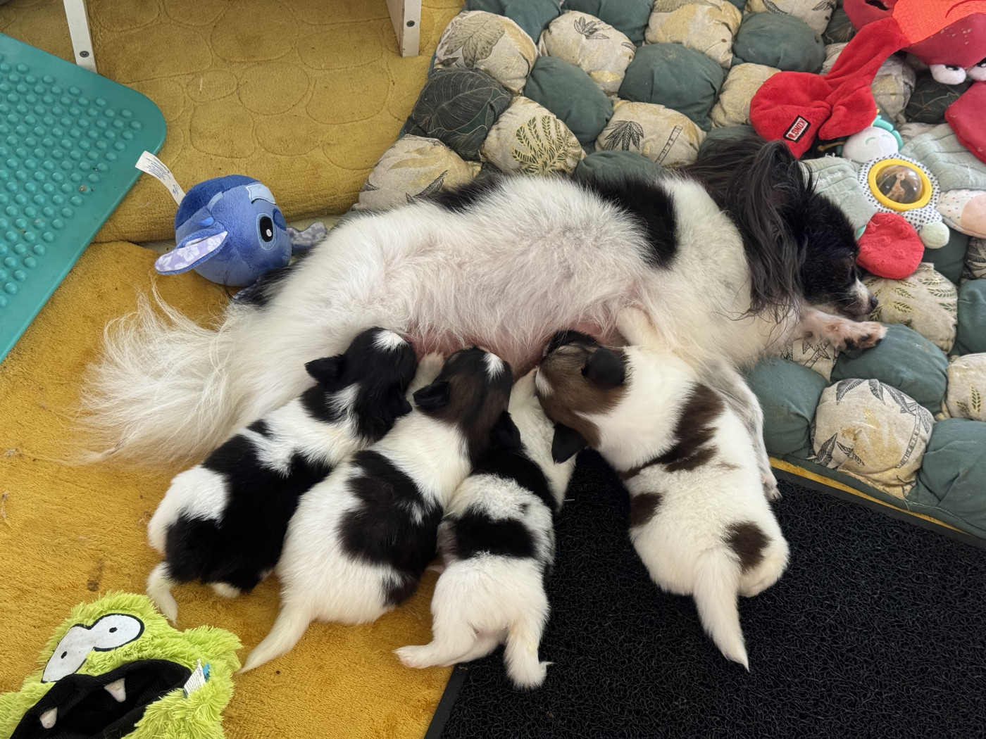 Chiot Epagneul nain Continental (Papillon) Des Iles De La Caraïbe