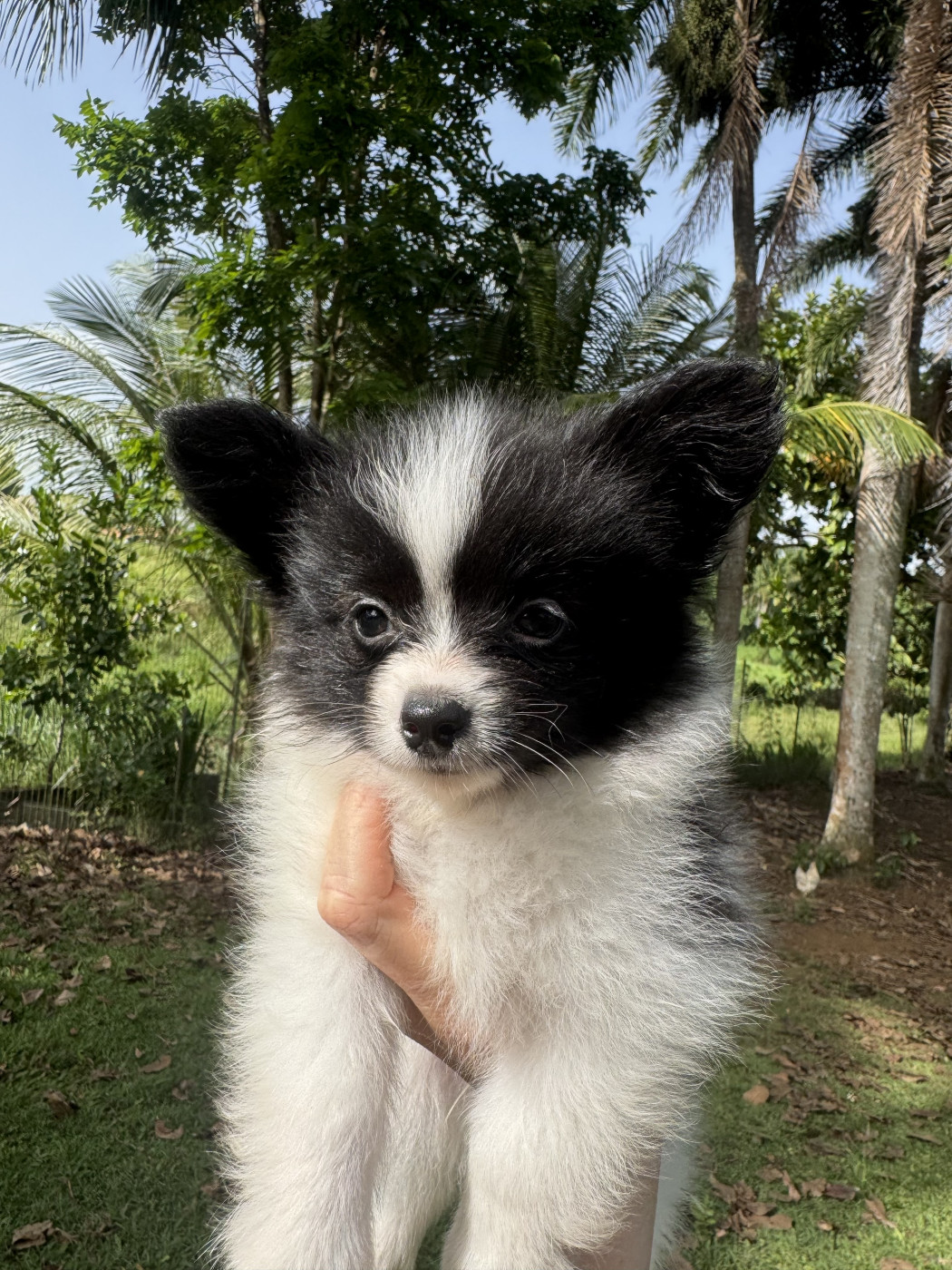 Des Iles De La Caraïbe - Chiots disponibles - Epagneul nain Continental (Papillon)