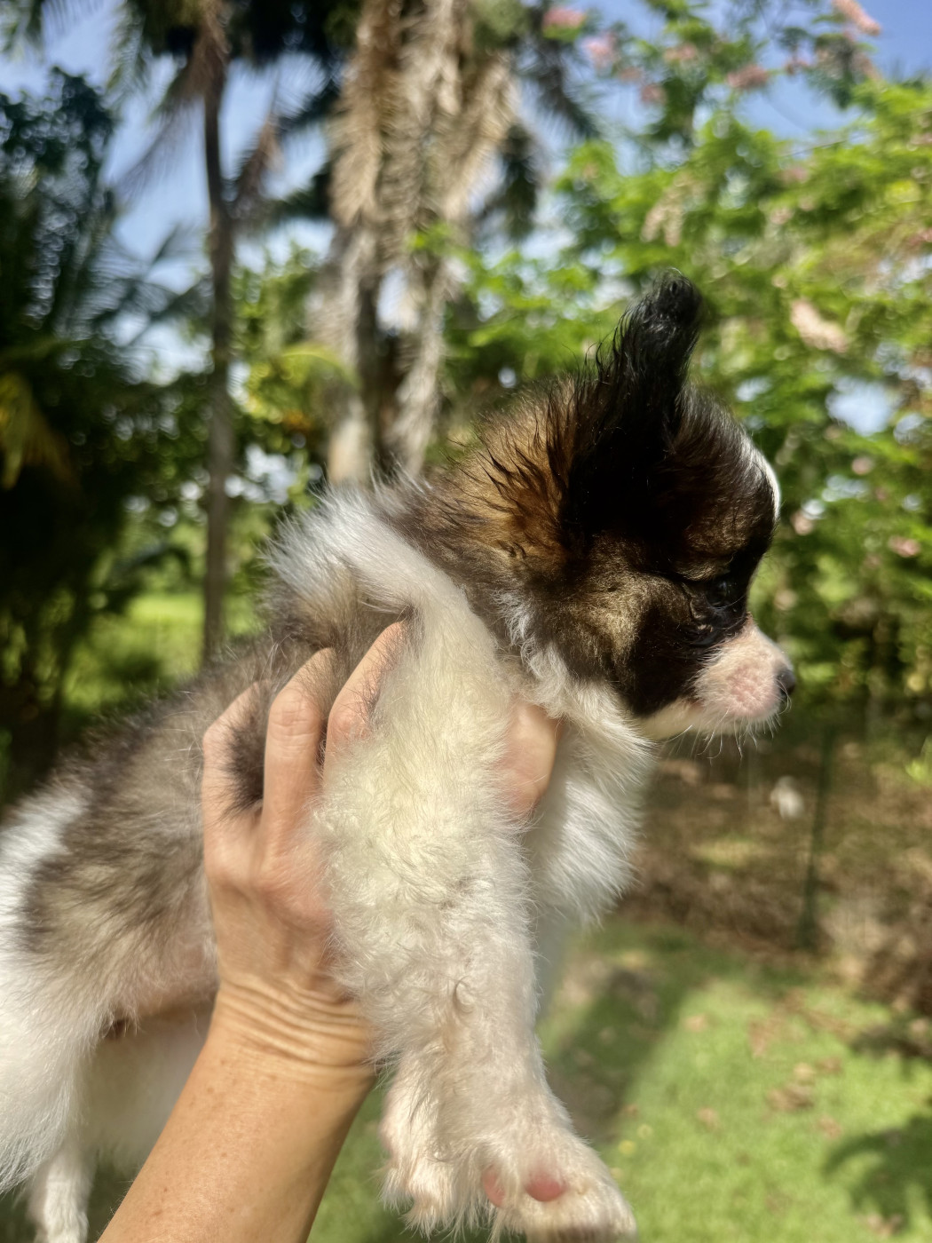 Des Iles De La Caraïbe - Chiots disponibles - Epagneul nain Continental (Papillon)